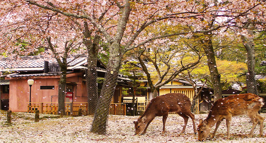 nara